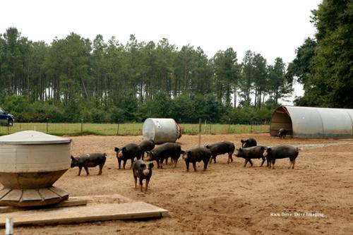 Hog farming is still being done by a few traditional family farmers in eastern NC. Once there were 24,000 of them raising 2,000,000 pigs. There were no complaints or demonstrations as the animals were not heavily concentrated.  The industry drove most all of these family farmers out of business. 
