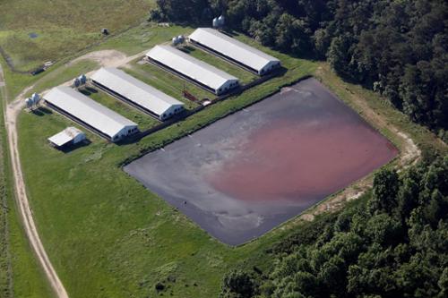 A lagoon mus be able to hold 180 days of hog waste for every hog on site. Over time, sludge buildup consumes storage capacity.  Sludge removal is required under these circumstances.  Removal of sludge is an expense of the grower. Most cannot afford it. 