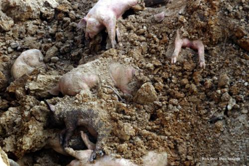 The PED virus  (Porcine epidemic diarrhea) is reported to have killed millions of hogs in North Carolina.  Without state or local supervision/oversight, these hogs were mostly buried in pits at the facility.  Often times these pits were located in areas where drinking water wells existed. 